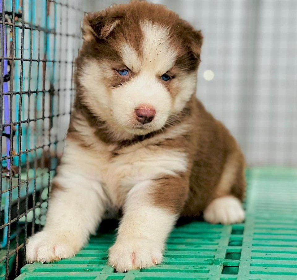 Siberian Husky Female price in Kolkata