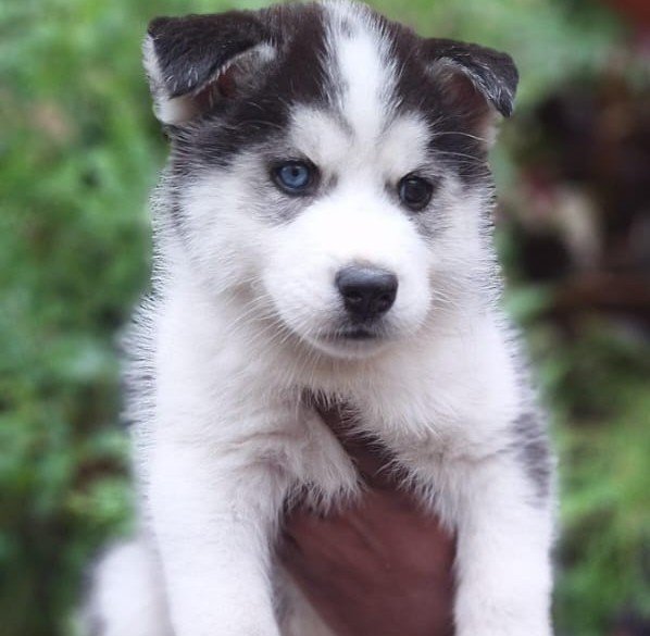 Siberian Husky Male Price in Kolkata