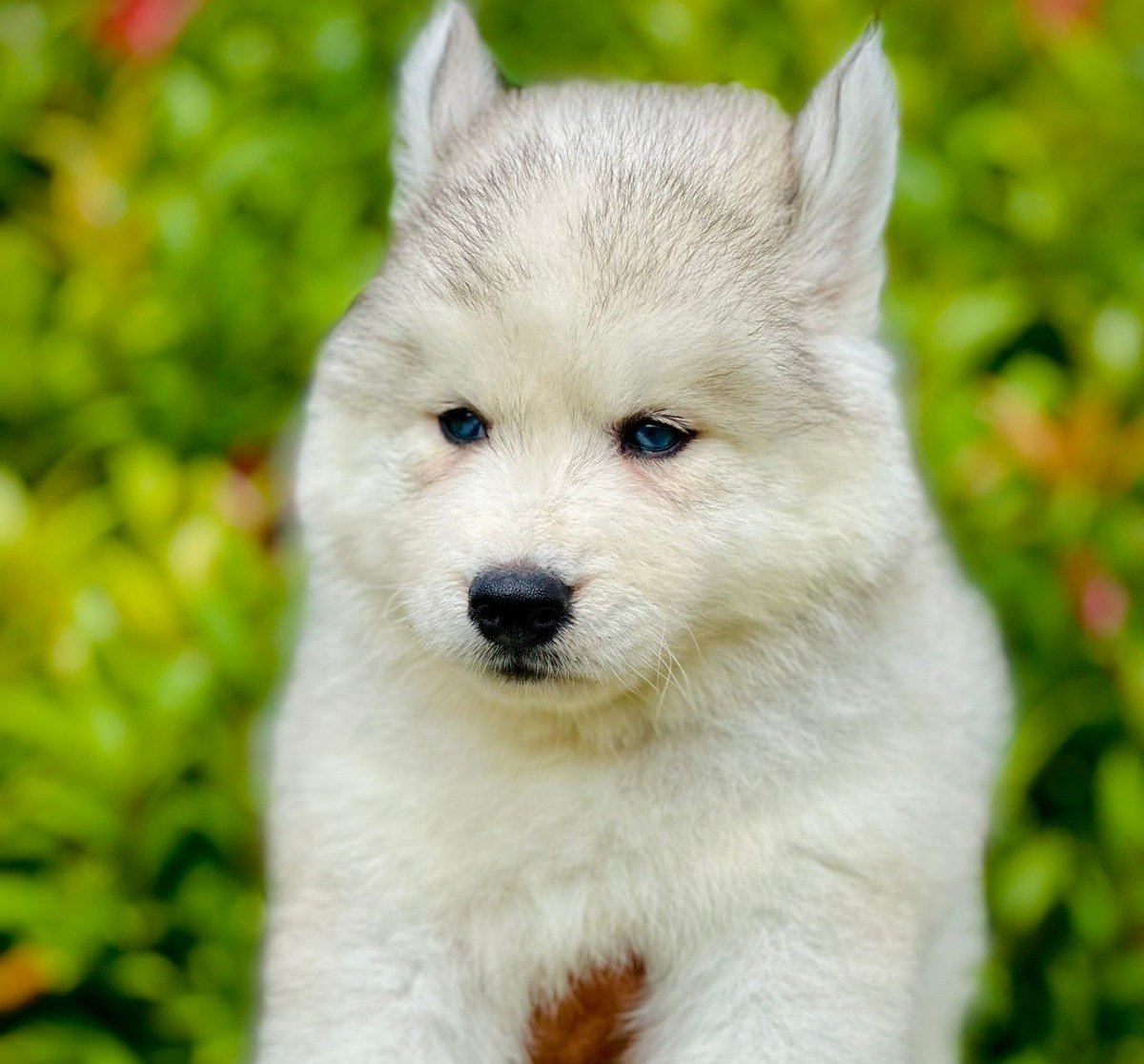 Pure Breed Siberian Husky price in Kolkata