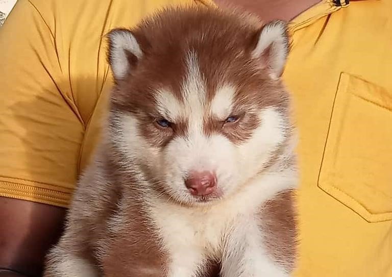 Siberian-Husky price in pune