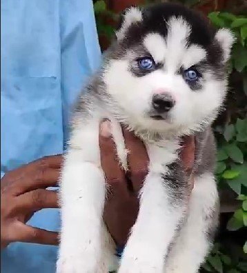 Siberian-Husky male price in pune