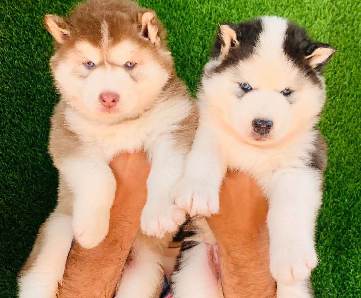 Siberian-Husky female price in pune