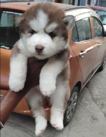 Siberian-Husky puppies price in pune