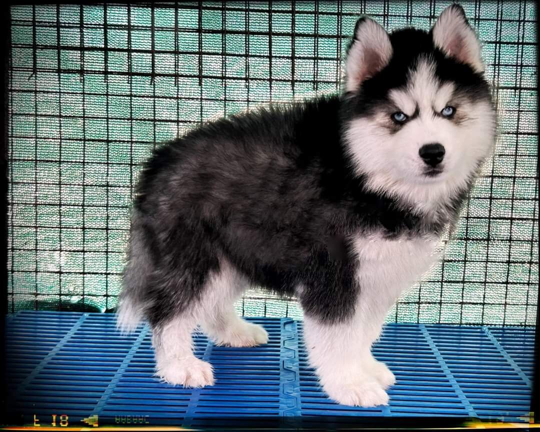 Siberian-Husky dog breeder price in pune