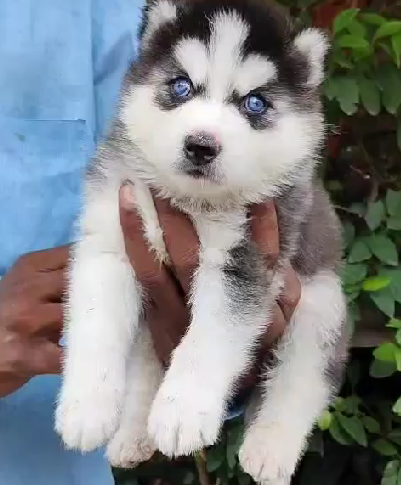 Siberian-Husky price in pune