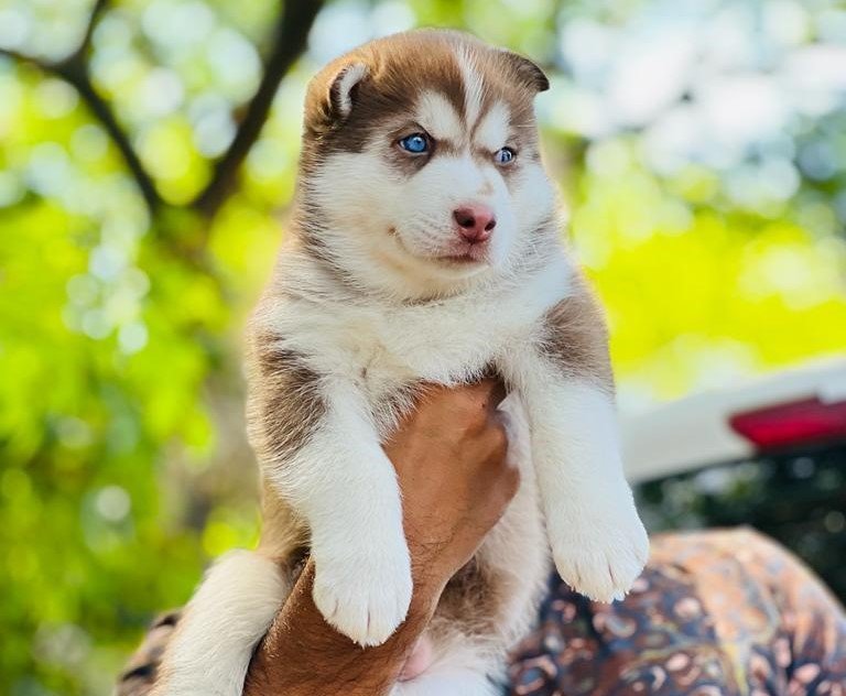 Siberian Husky Price In Vizag