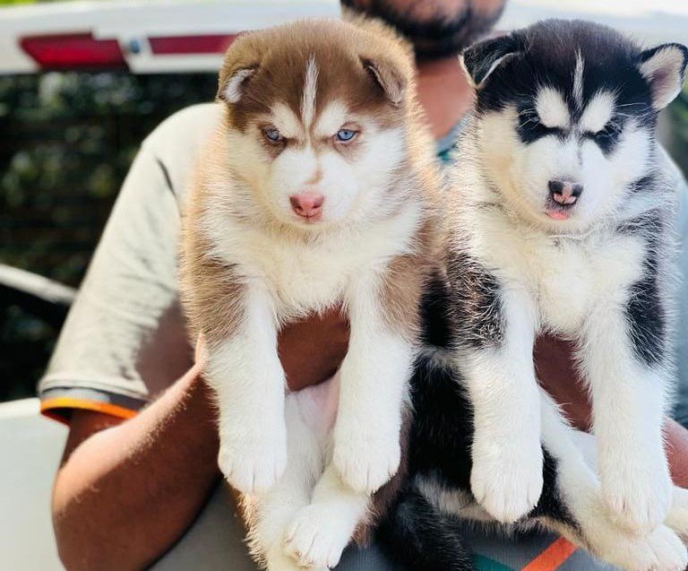 Siberian Husky dog breeder in Vizag