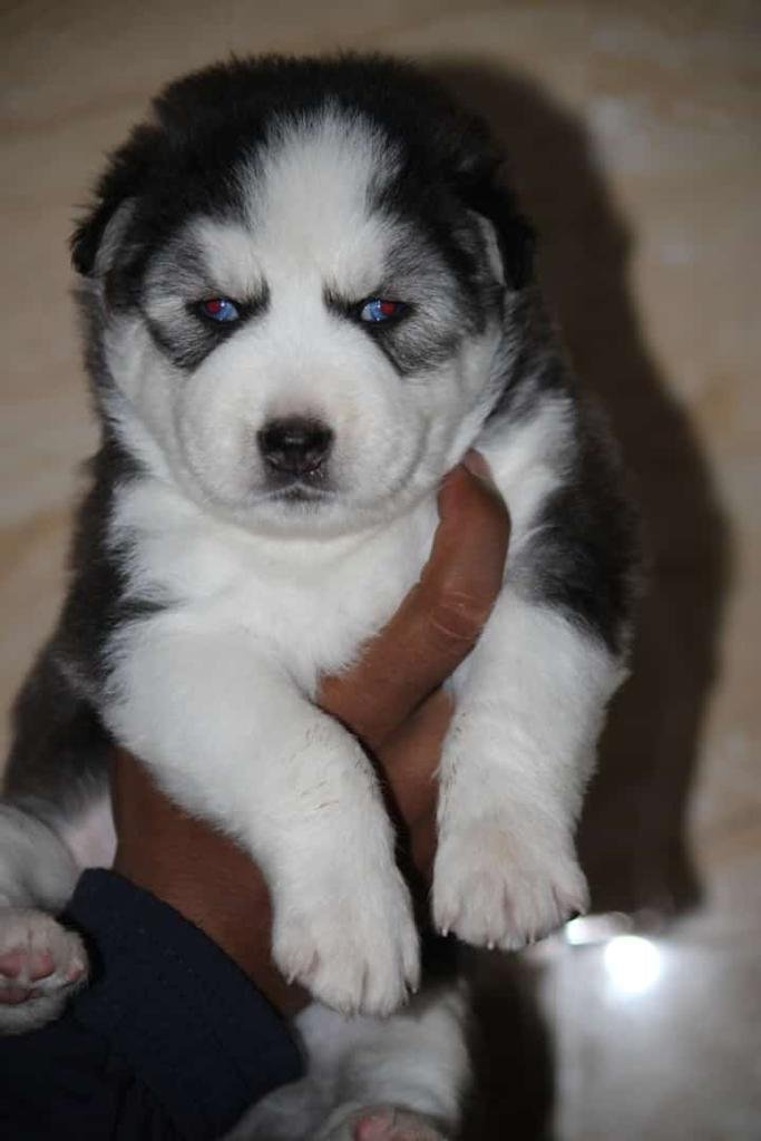 Siberian Husky Female price in Vizag
