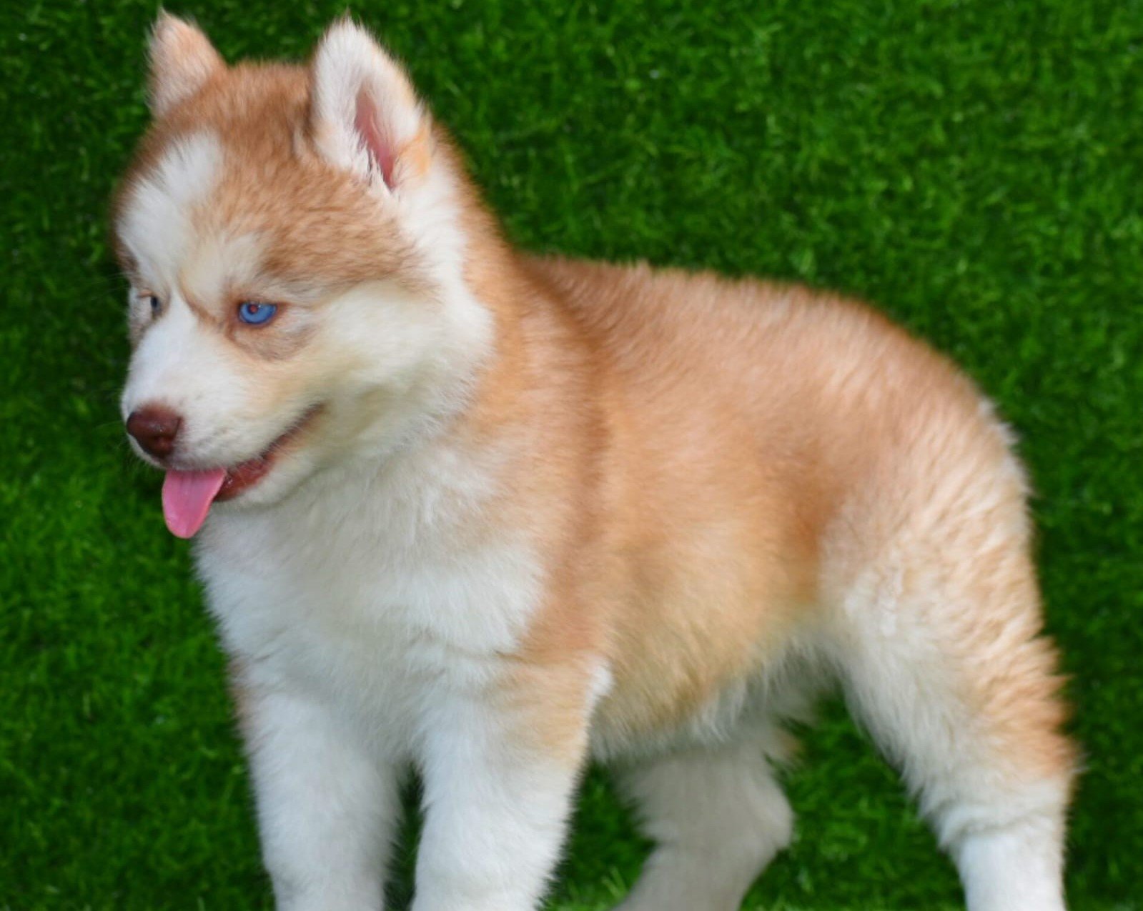 Pure Breed Siberian Husky price in Vizag