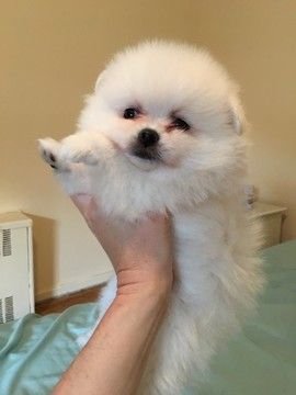 Toy Pomeranian Price In Bangalore