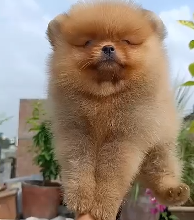 Toy Pomeranian Female price in Bangalore