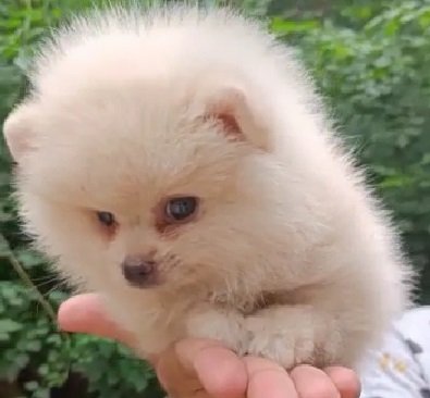 Toy Pomeranian Male Price in Bangalore