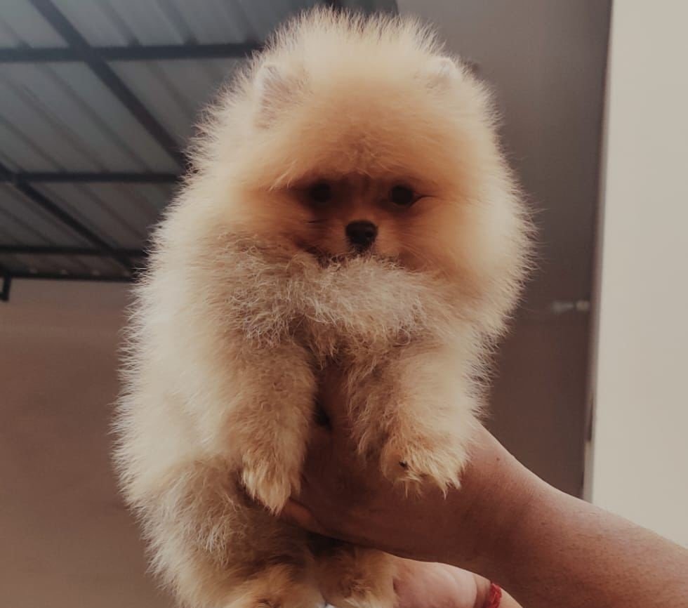 Pure Breed Toy Pomeranian price in Bangalore