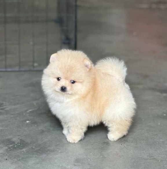 Toy pom Price In Ahmedabad