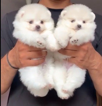 Toy pom dog breeder in Ahmedabad