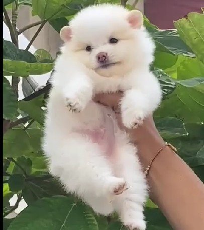 Toy pom Female price in Ahmedabad