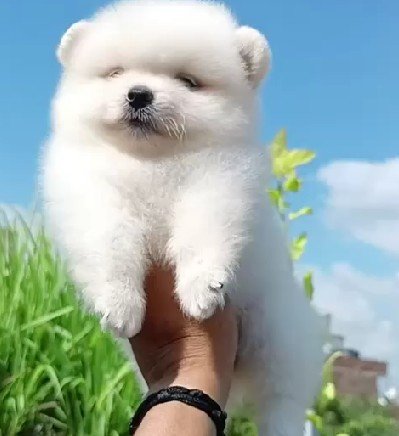 Toy pom Male Price in Ahmedabad
