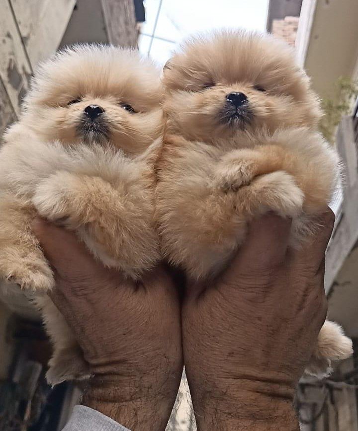 Pure Breed Toy pom price in Ahmedabad