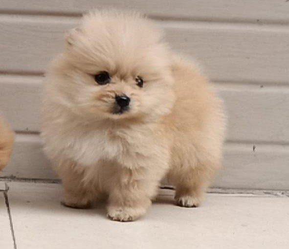 Toy pom online price in Ahmedabad