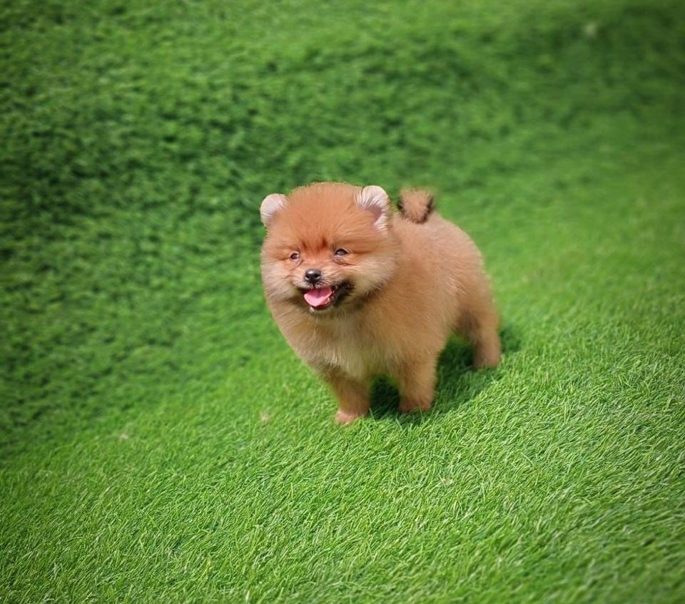 Toy Pomeranian Price In Chennai