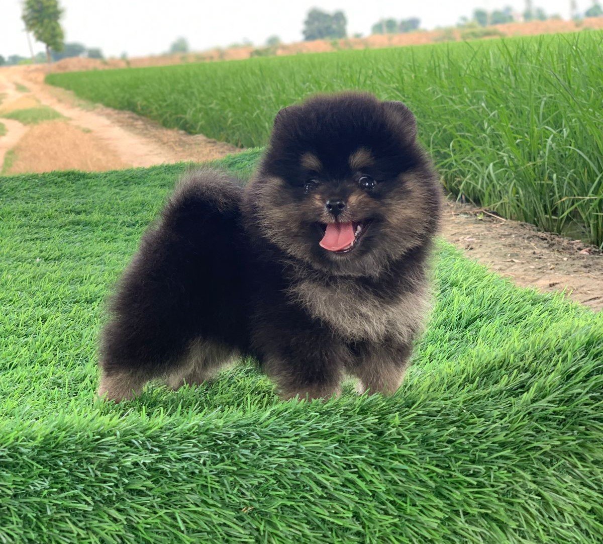 Toy Pomeranian dog breeder in Chennai