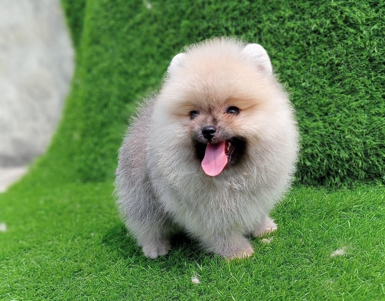 Toy Pomeranian Female price in Chennai
