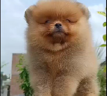 Toy Pomeranian Male Price in Chennai