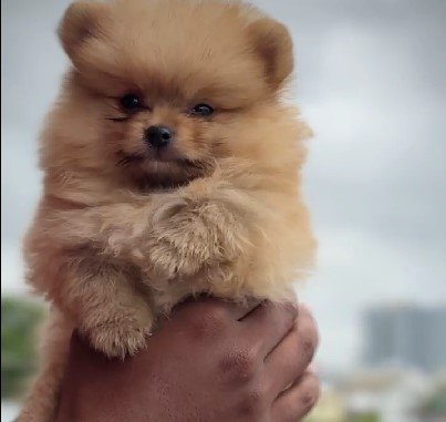Pure Breed Toy Pomeranian price in Chennai