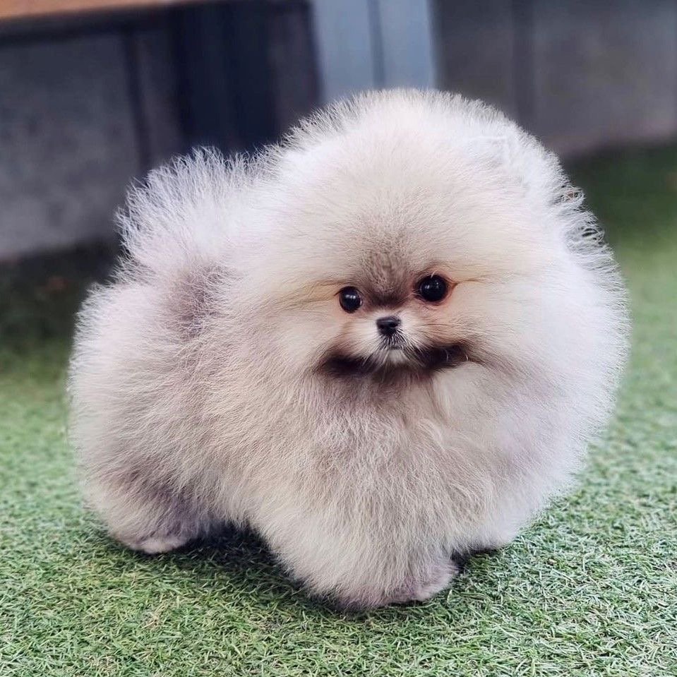 Toy Pomeranian online price in Chennai