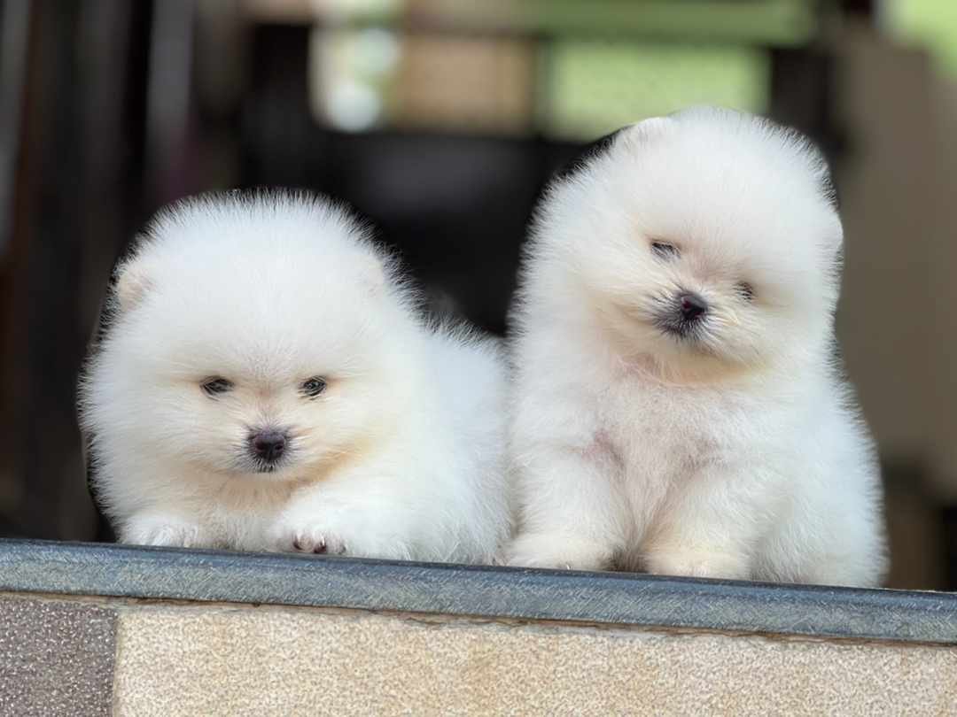 toy-pomeranian puppies price in goa