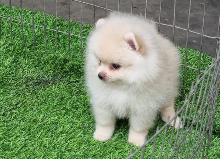 toy-pomeranian price in goa