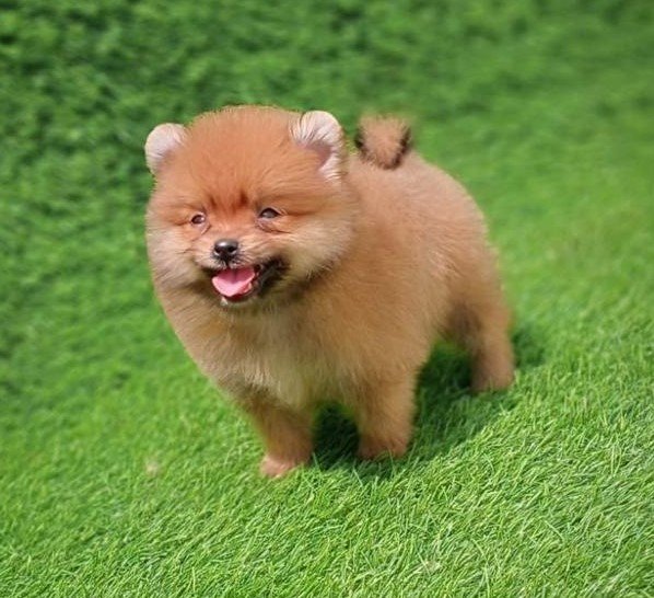 Toy Pomeranian Price In Hyderabad