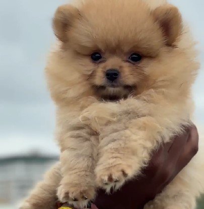 Toy Pomeranian Female price in Hyderabad