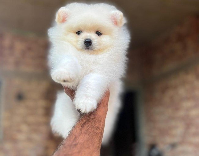 Toy Pomeranian Male Price in Hyderabad
