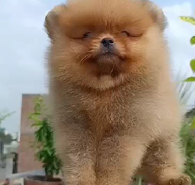 Pure Breed Toy Pomeranian price in Hyderabad