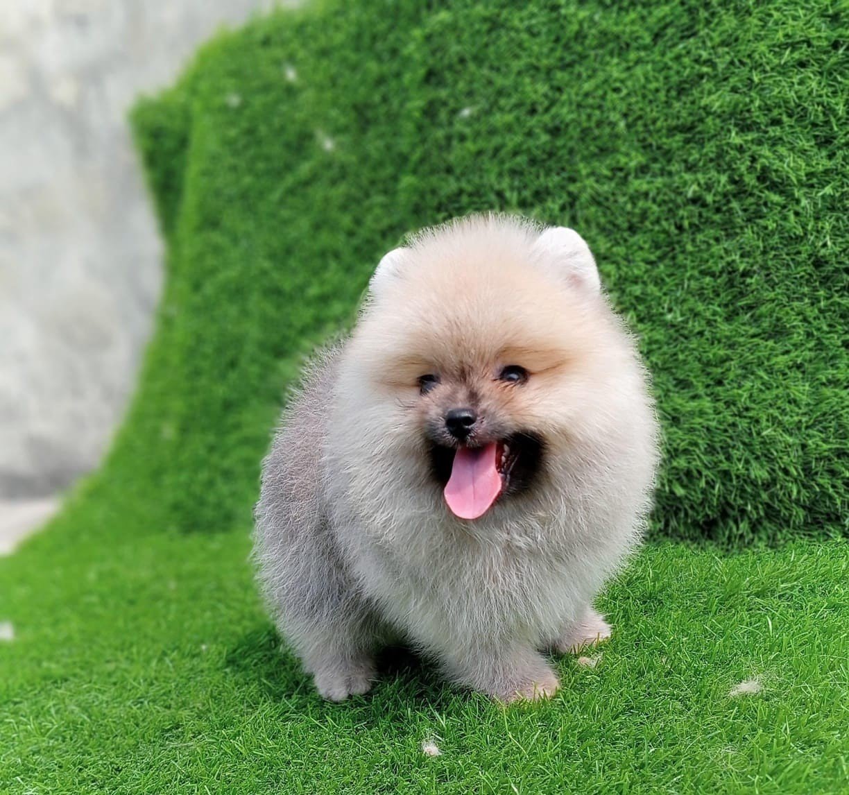 Toy Pomeranian online price in Hyderabad
