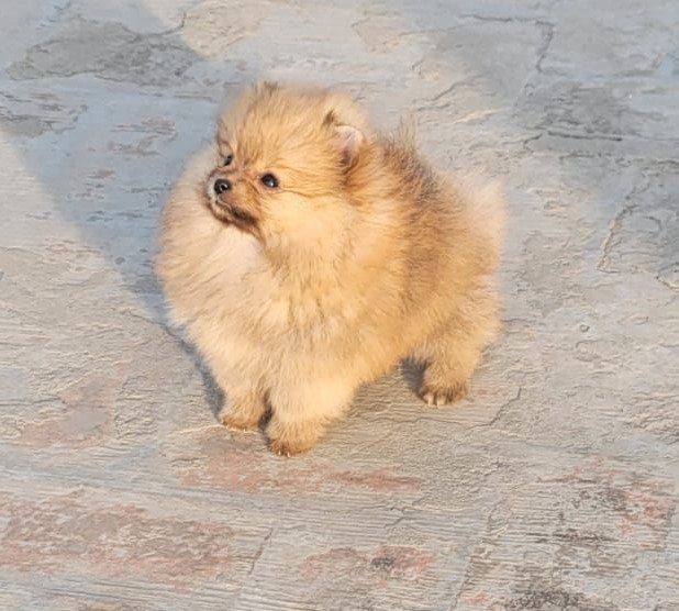 Toy Pomeranian Price In Kolkata