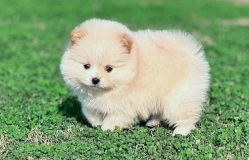 Toy Pomeranian Male Price in Kolkata