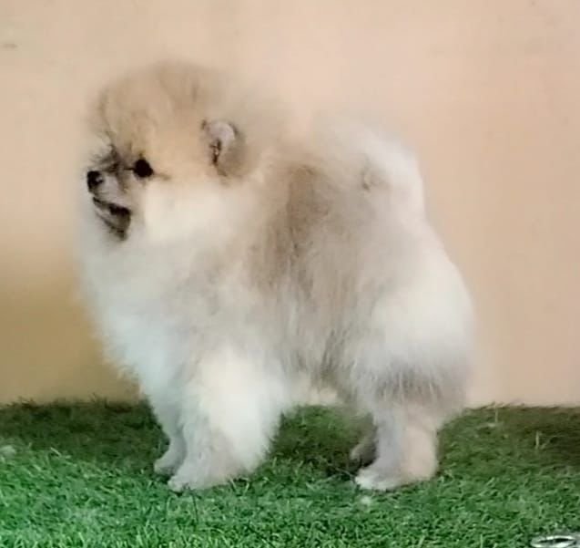 Pure Breed Toy Pomeranian price in Kolkata