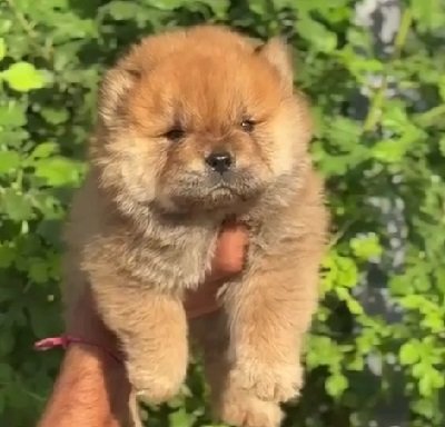 Toy Pomeranian online price in Kolkata