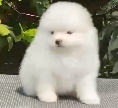 Toy Pomeranian price in mumbai