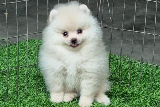 Toy Pomeranian price in price pune