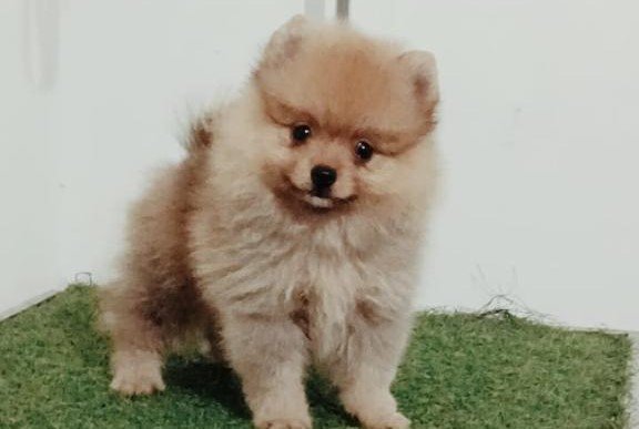 Toy Pomeranian female price in pune