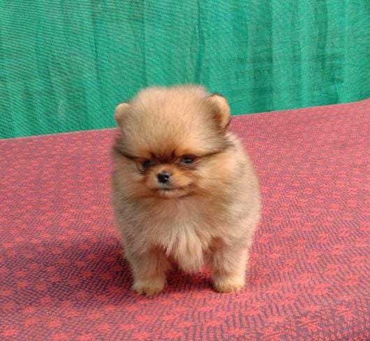Toy Pomeranian male price in pune