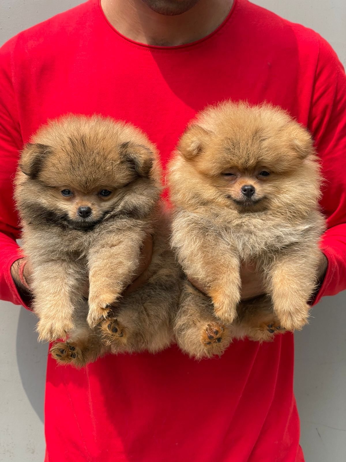 Toy Pomeranian puppies price in pune