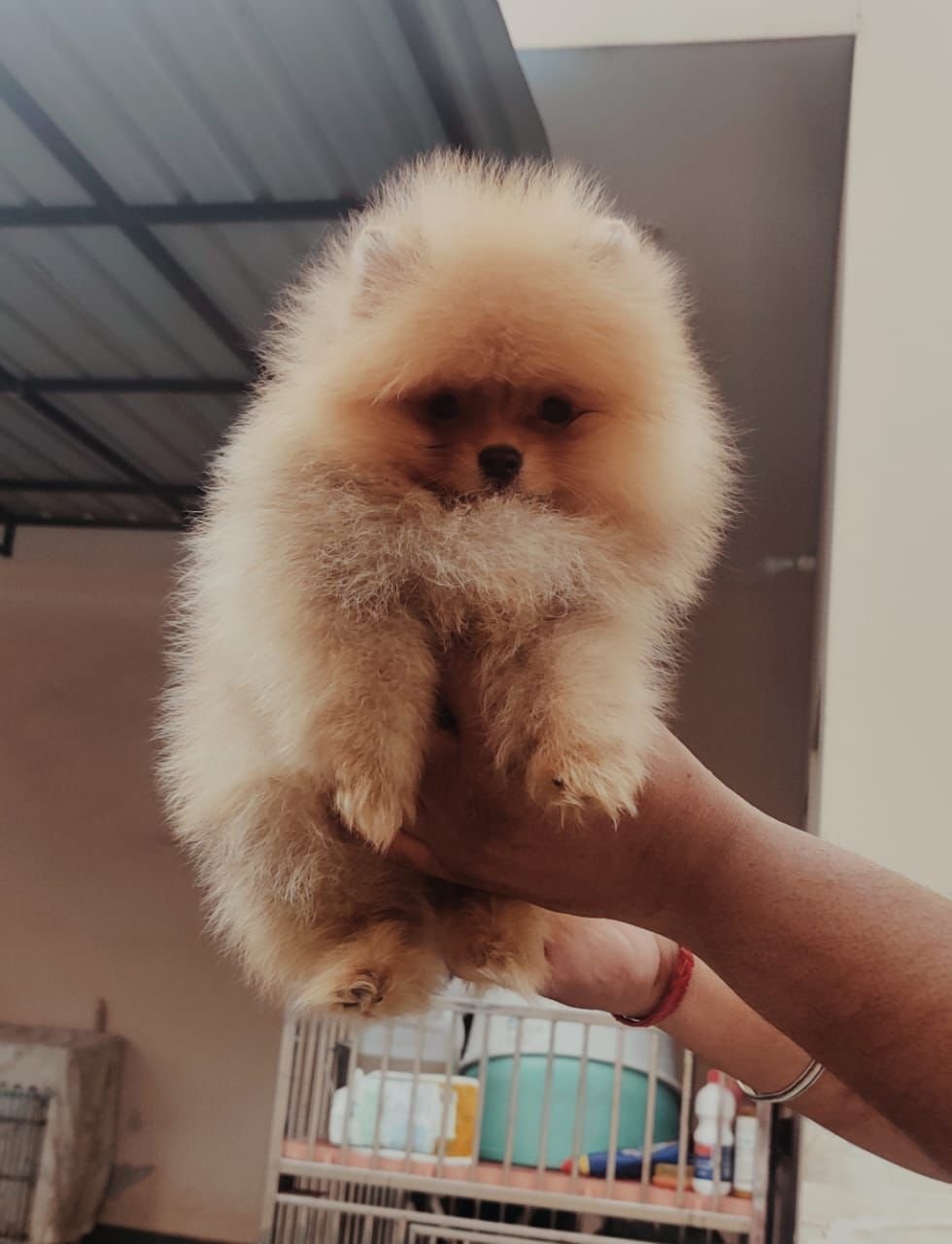Toy Pomeranian dog breeder in pune