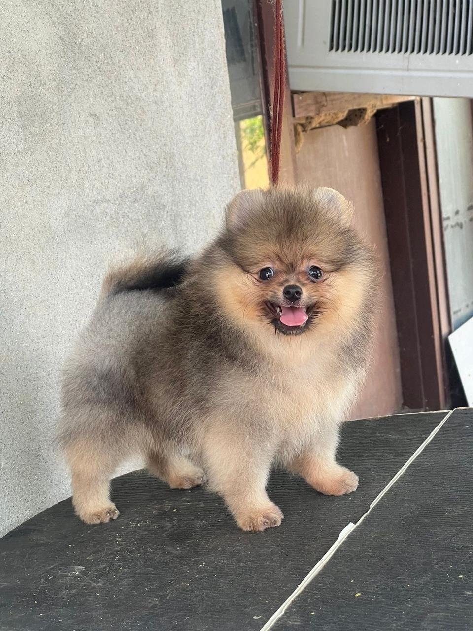 Toy Pomeranian dog price in pune