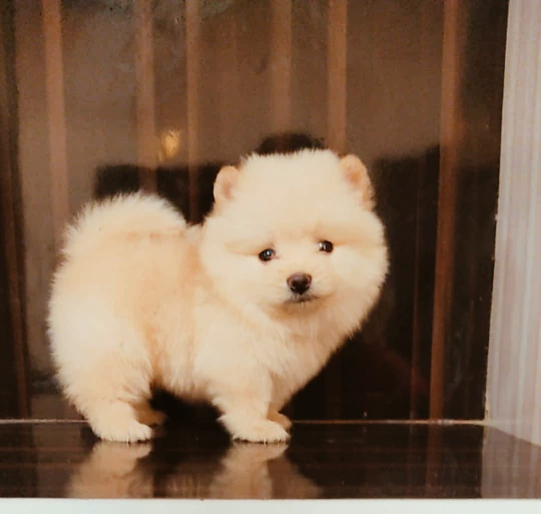Toy Pomeranian Price In Vizag