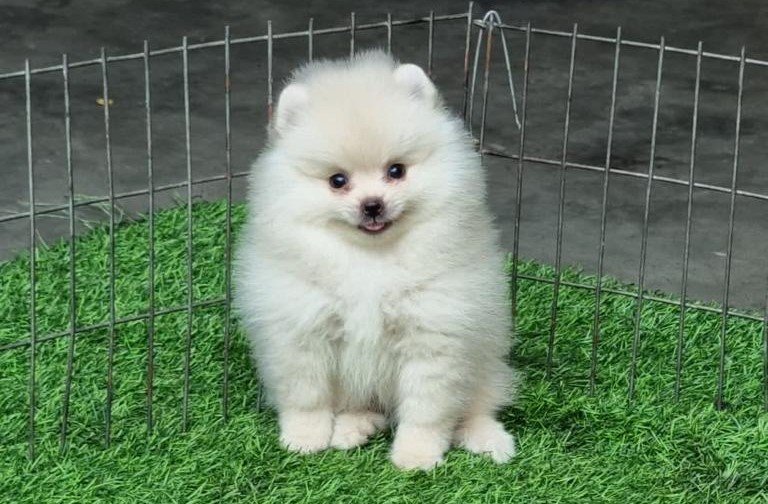 Toy Pomeranian dog breeder in Vizag