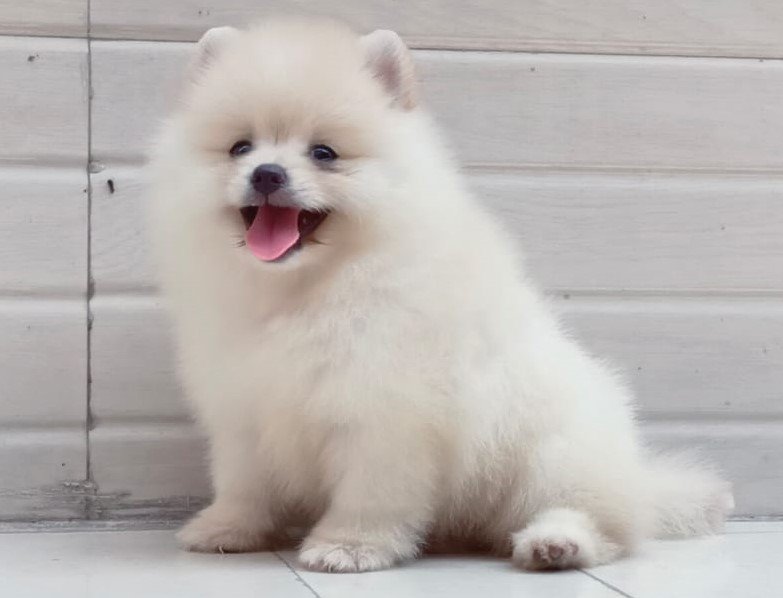 Pure Breed Toy Pomeranian price in Vizag